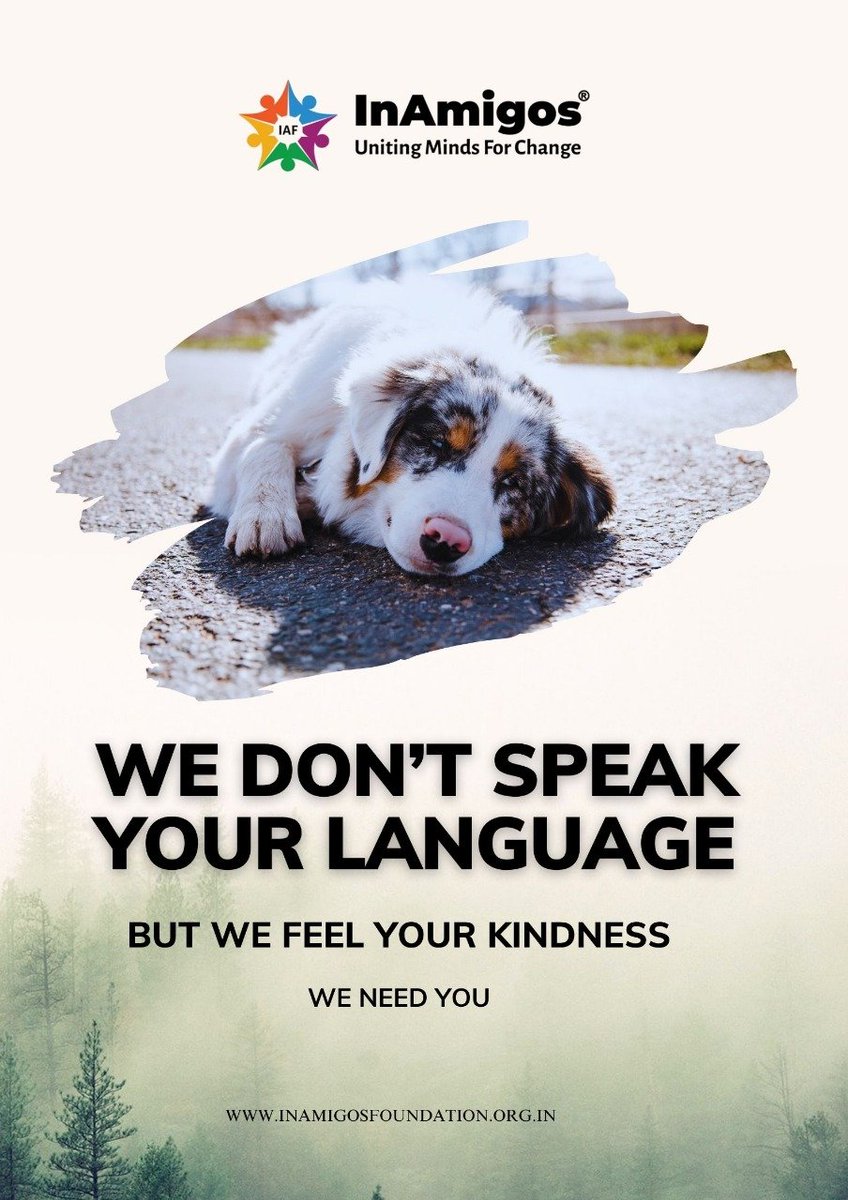 InamigosF's tweet photo. Every day, countless innocent animals wait for a meal they cannot ask for. Feeding them takes effort, time, and cost — but compassion is worth everything.

#ProjectJEEV #InAmigos #InAmigosFoundation #IAF #AnimalCare #FeedTheStrays #SupportTheCause https://t.co/jN6hqdW3zl