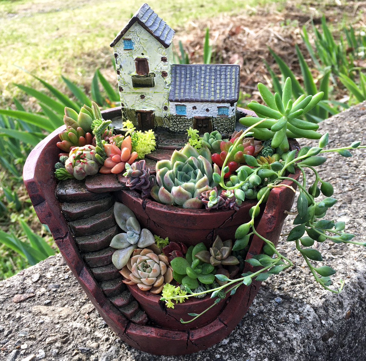 多肉植物の日 前に作った寄せ植え🪴