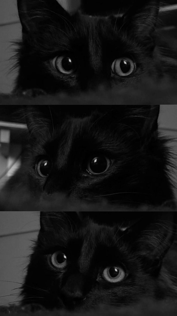 blackdreamvibes's tweet image. 