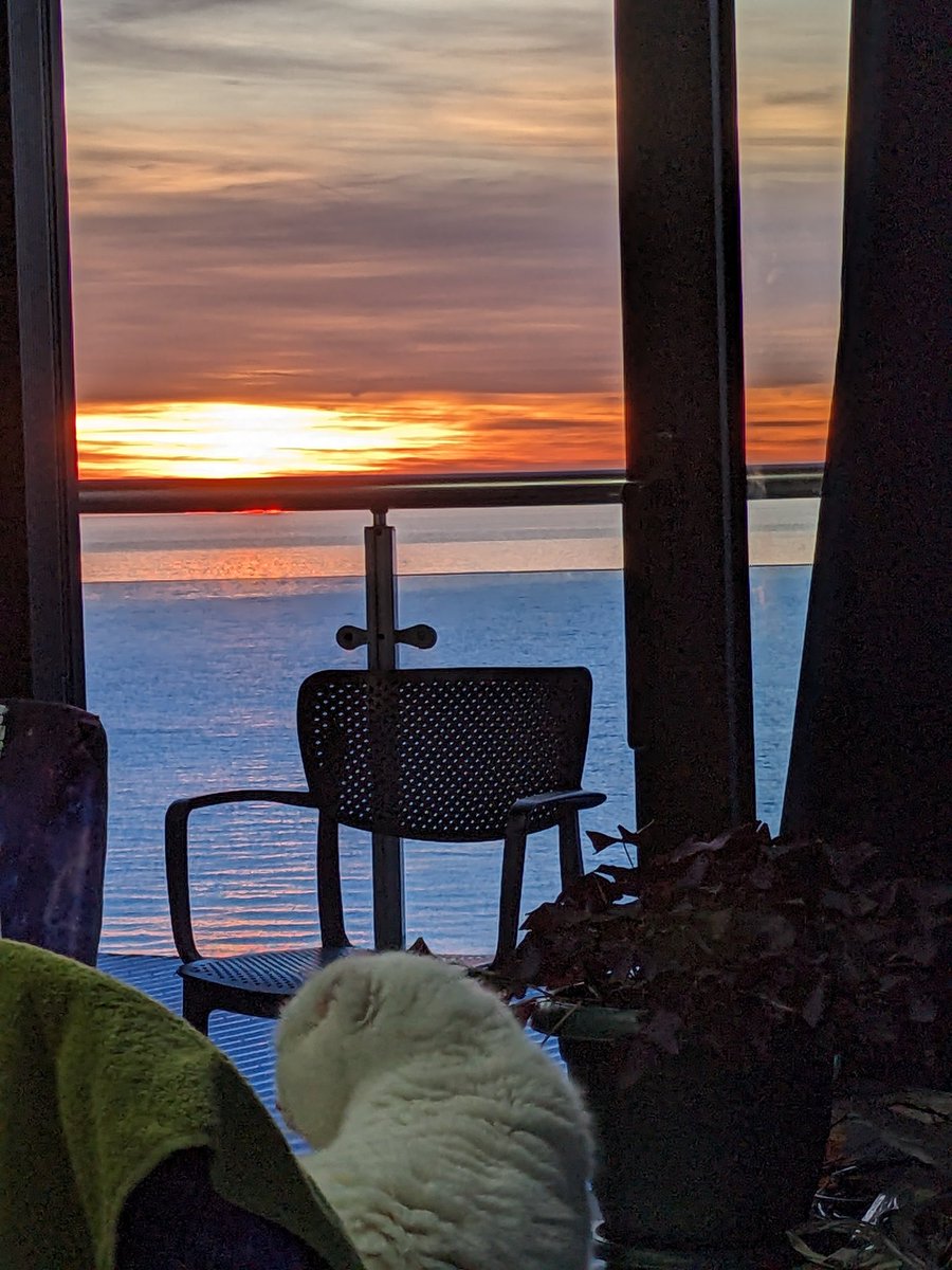 Смотрю на закат и кошку, не поднимая попу с дивана.