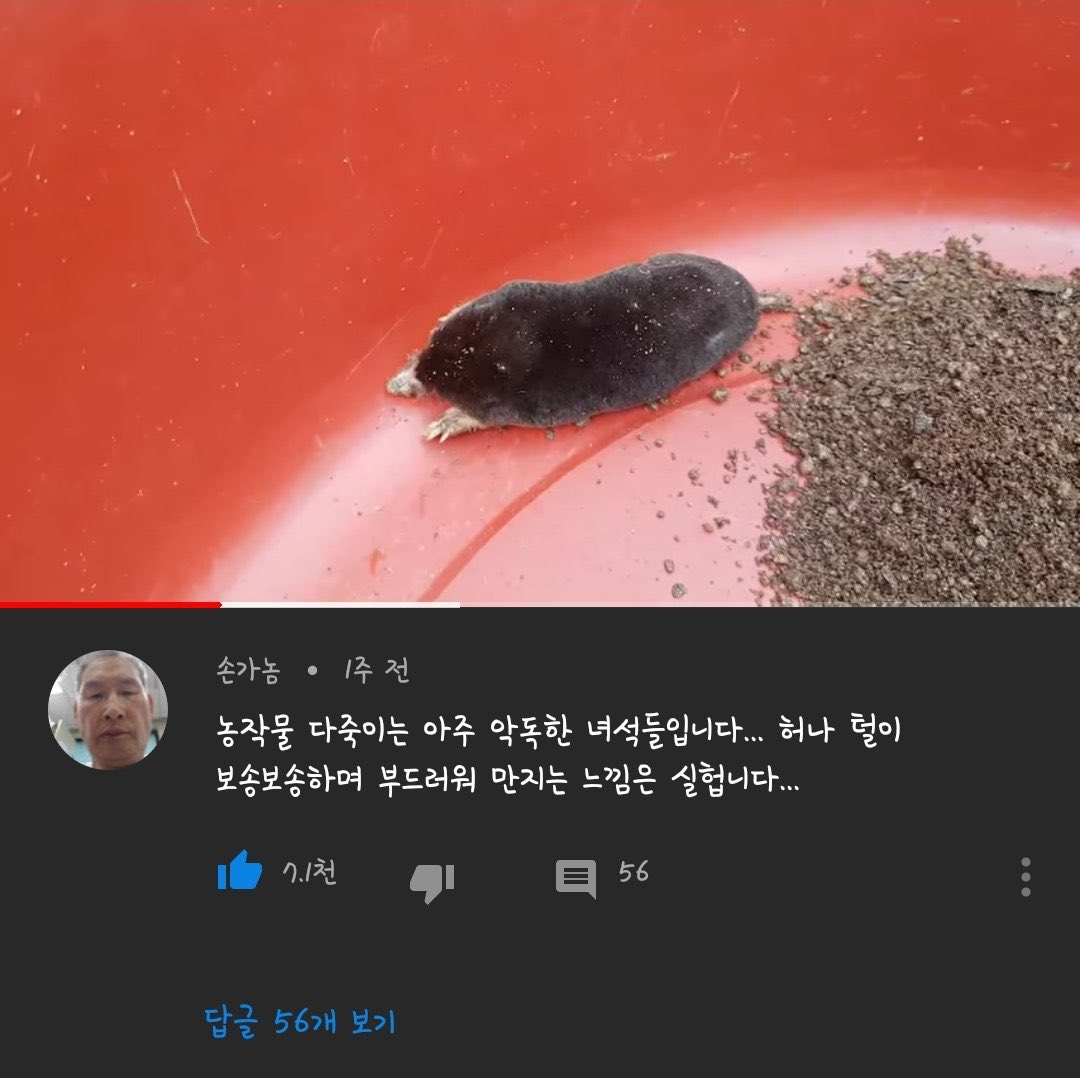 털이   보송보송하며    부드러워   만지는 느낌은 실헙니다