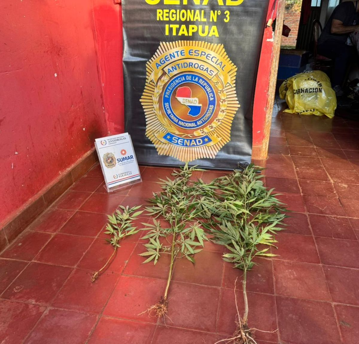 La SENAD celebrando la incautación de 3 plantas de marihuana del patio de una casa abandonada es lo más grotesco que vi para justificar el Plan SUMAR, un plan donde una ONG maneja millones para "consultoría" y materiales llenos de errores científicos
🔗mariguay.com/blog-details.p…