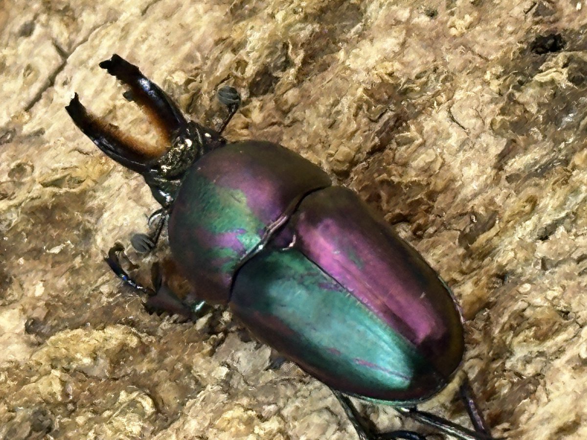 激レア　青いクリスマスビートル　昆虫標本　虫 激レア 青いクリスマスビートル 昆虫標本 虫 激レア 青いクリスマス