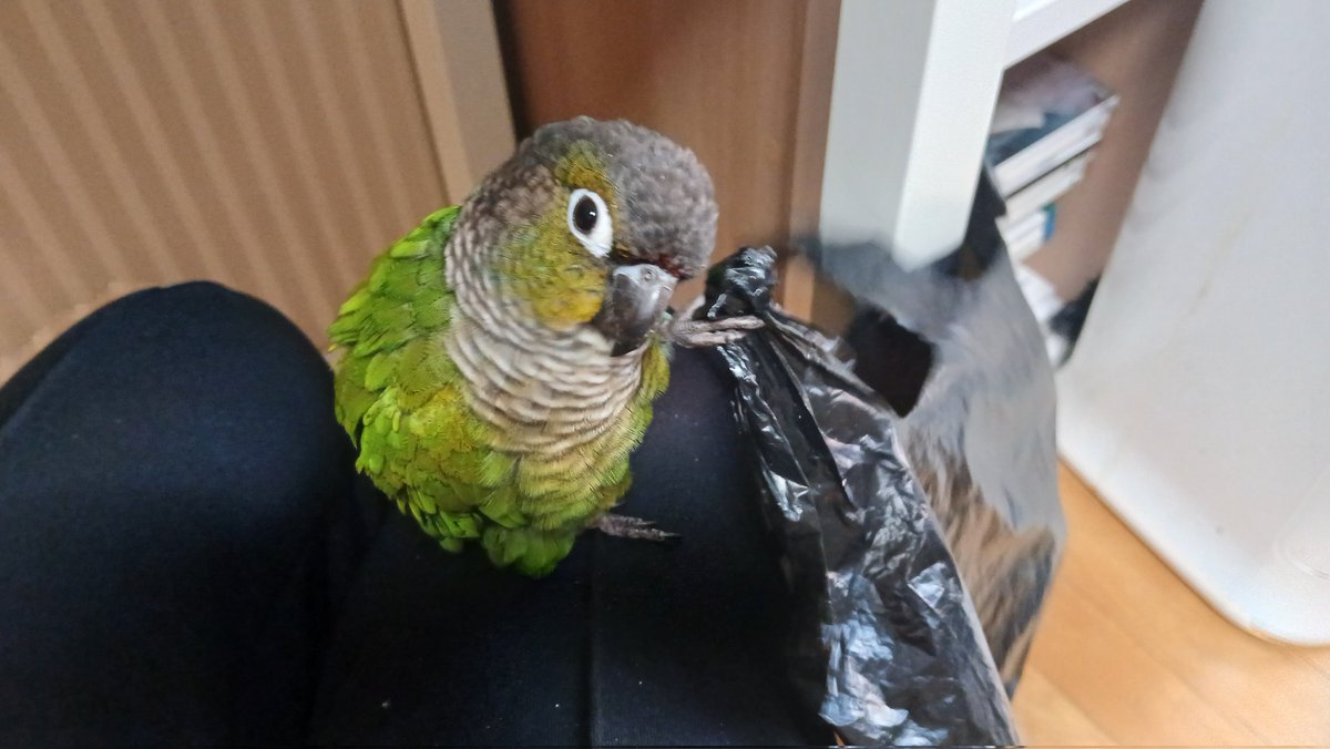 비닐봉다리 가지구 노는게 좋나봄