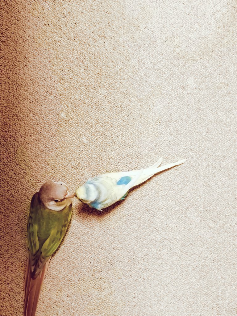 Noix 《11/30ドルパ 021-SD》 (@11enaka) / Posts / X