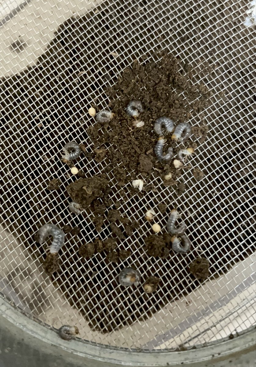 Yabugiris's tweet image. オキノコの2回目の産卵セットを割り出し
結果22匹取れました
昨年の3匹からだいぶ増えました