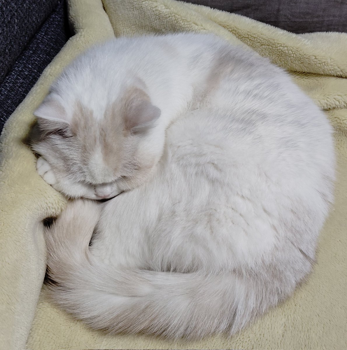 福ちゃん (@fukuchanwhite) / Posts / X