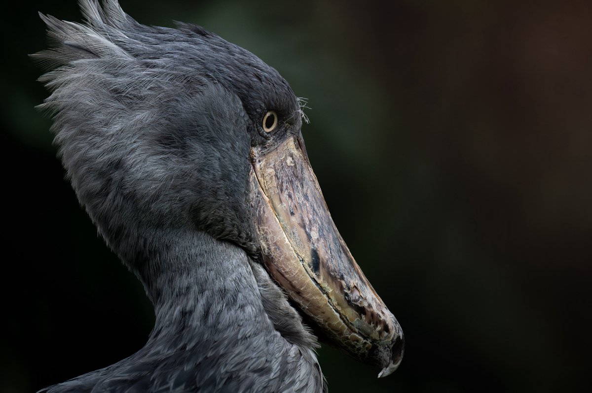 むぎ (@mugimugi_z) / Posts / X