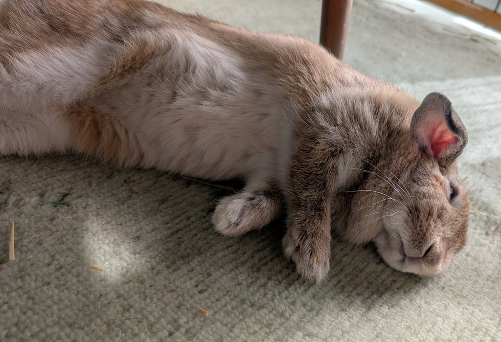 mlkchcusa's tweet image. ひなたぼっこしながらお昼寝してたよ💤💤

#うさぎ #うさぎのいる暮らし