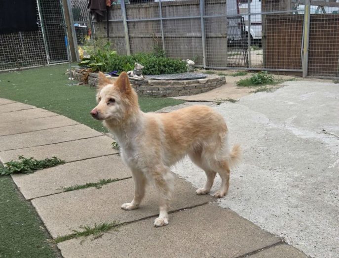 Daisy May is 16mths old and she was found curled up on some train tracks! Daisy May is a happy and playful girl who can live with older kids and is working on her doggy social skills 
#dogs #germanshepherd #Essex 
gsrelite.co.uk/daisy-may/