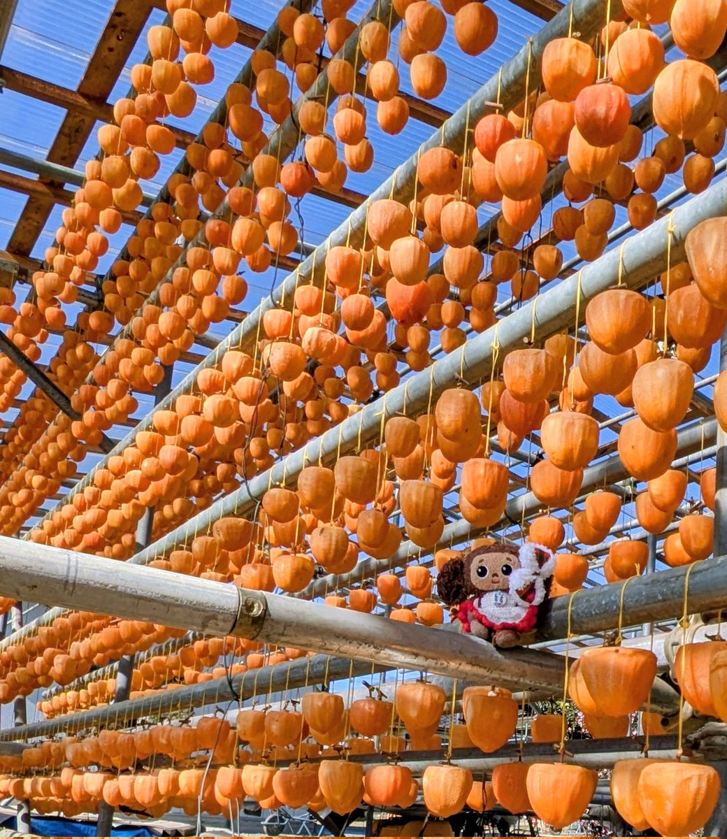 今年も柿のカーテン綺麗だよ〜✨
#チェブラーシカ
#よぴ家の日常
#ころ柿