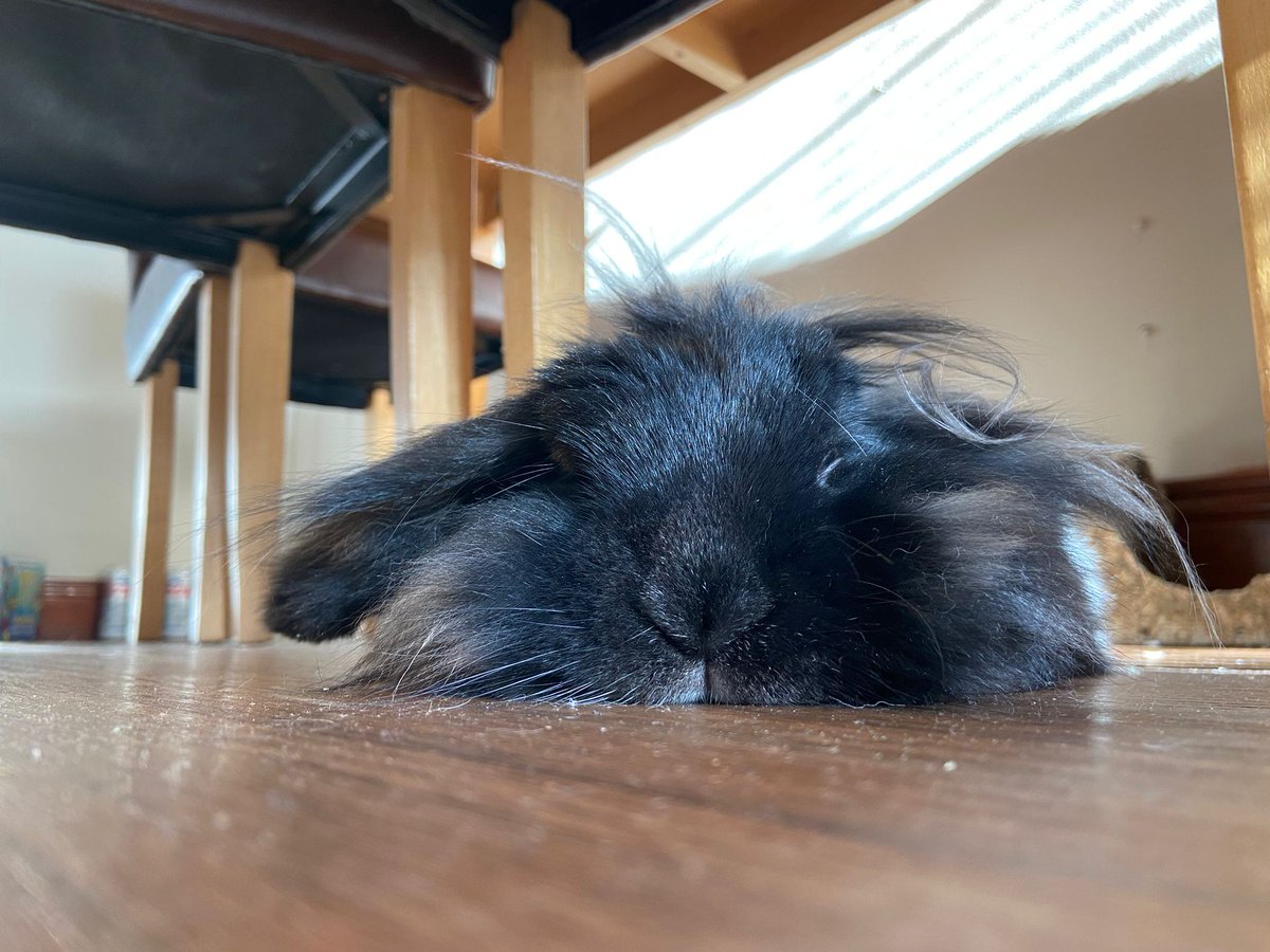 JettBunny's tweet image. Hoppy Thursday Everyone 

Time for a chill out, tough work been so cute!

Love you all lots @JettBunny #hoppy #Ireland #Dublin #Bunnies #bunny #rabbit #rabbits #AdoptDontShop #Adoption #rabbits_daily #BunniesOfx #breakfast #thursdayvibes #thursdaymotivation #ThursdayThoughts