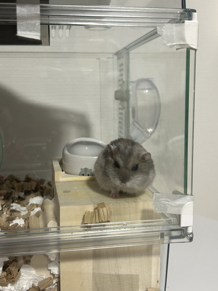 ハムスターパラダイス Amazon | ハムスターパラダイス | ゲームソフト