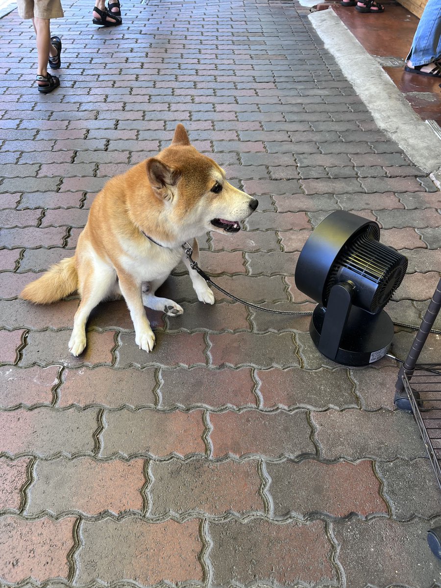 ボックス tweet media