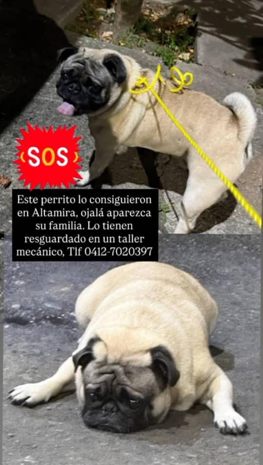 gracon27's tweet image. #Caracas
#Altamira
Este gordito precioso lo consiguieron por Altamira
Estamos buscando a su familia🐶🤎🤎🤎
Favor difundir🙏🏻🙏🏻🙏🏻
Muchas gracias🇻🇪🫂✨