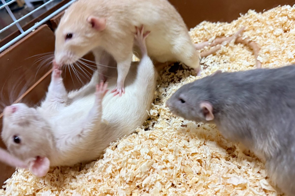 あわまろ!ᯅ̈ tweet media