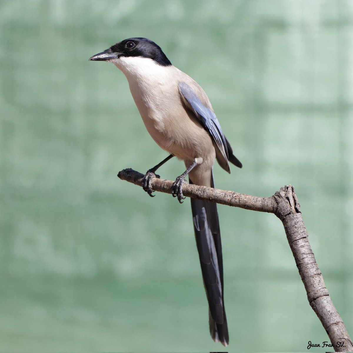 Juanfra07suarez's tweet image. RaBiLaRGo iBéRiCo  ...!!
#pajarosextremadura #naturextremadura #naturaphotography #avifauna #aves #ornitologia #birds #canonphotography #naturaleza #extremadura #pajaros #silvestres