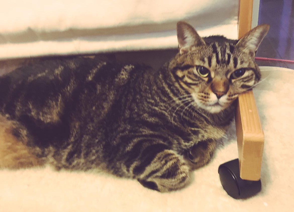 ark_ar5's tweet image. 月命日