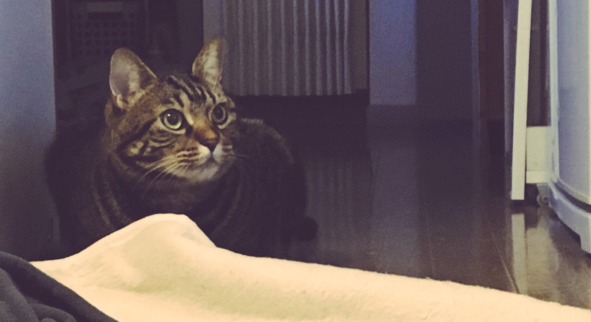 ark_ar5's tweet image. 月命日