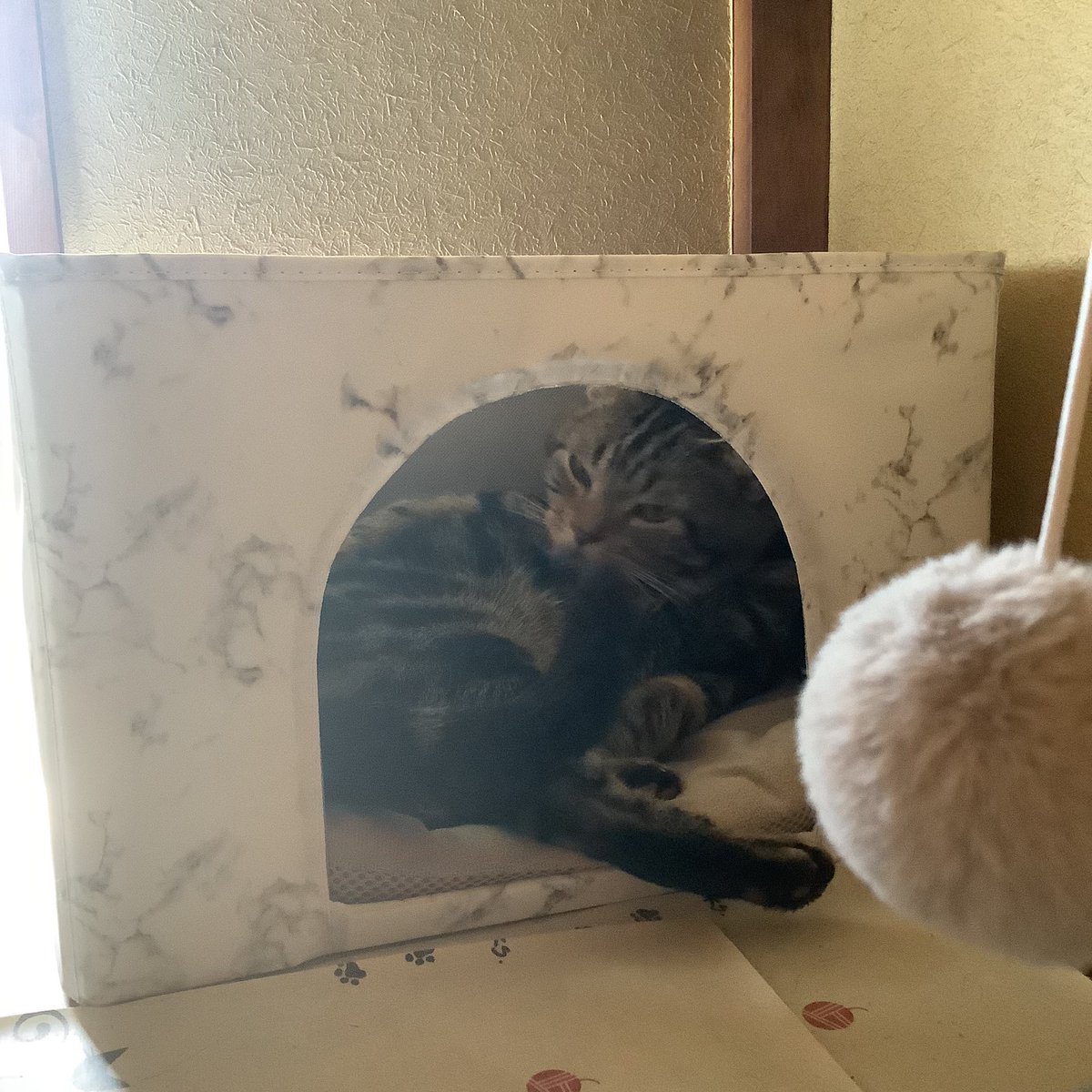 朝、姿が見えないと思ったら、普段あまり使っていないハウスでくつろいでいた。案外家人がいない時には使っているのかもしれない。

#猫のいる暮らし #アメリカンショートヘア