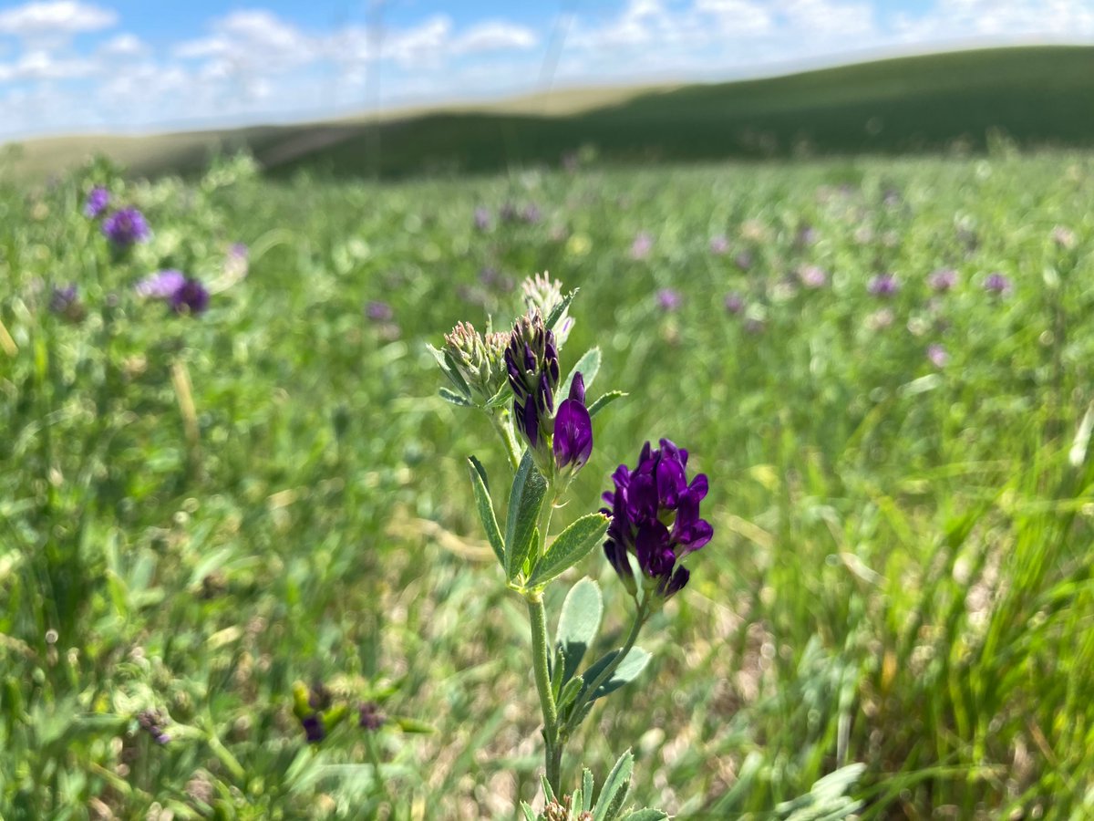 Read the November edition of the SFC's Forage and Livestock eNews today! conta.cc/3WZoBYQ