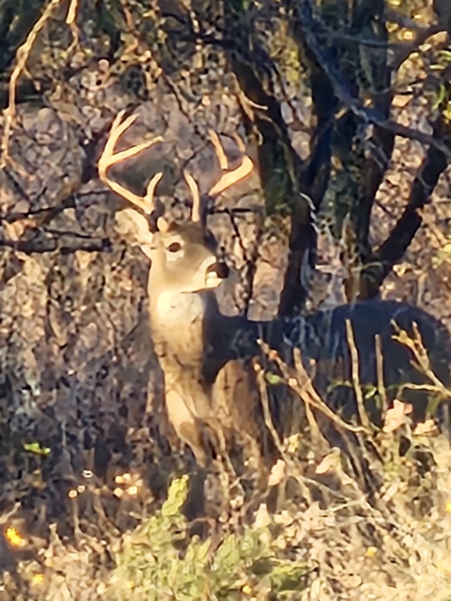 Good Mornin Good Folks!! Get out there and Have a Spectacular Thursday!!
This Guy showed up yesterday, but darn it, I gotta get ready to travel northeast instead of northwest....🤪👊💪🦌
