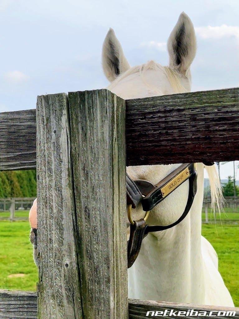 Umayasumi~ 🐴🤎

Here's a photo of Gold Shi-- huh? Where's Gold Ship?