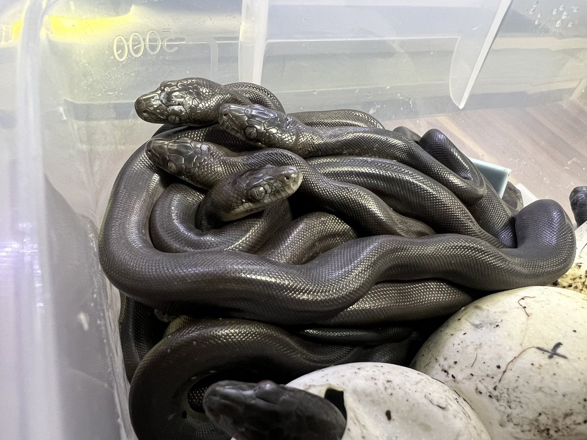chimchimRep's tweet photo. 2020年から計50匹以上のマクロットパイソンを繁殖してきました。
飼い始めた当時は流通のほとんどがWC個体で非常に安価で取引されてました。
本当に大好きな種で、興味本位で繁殖したのがキッカケですが、結果として持続可能な爬虫類飼育に繋がっていたら幸いです☺️ https://t.co/d0mPM2R7Ag