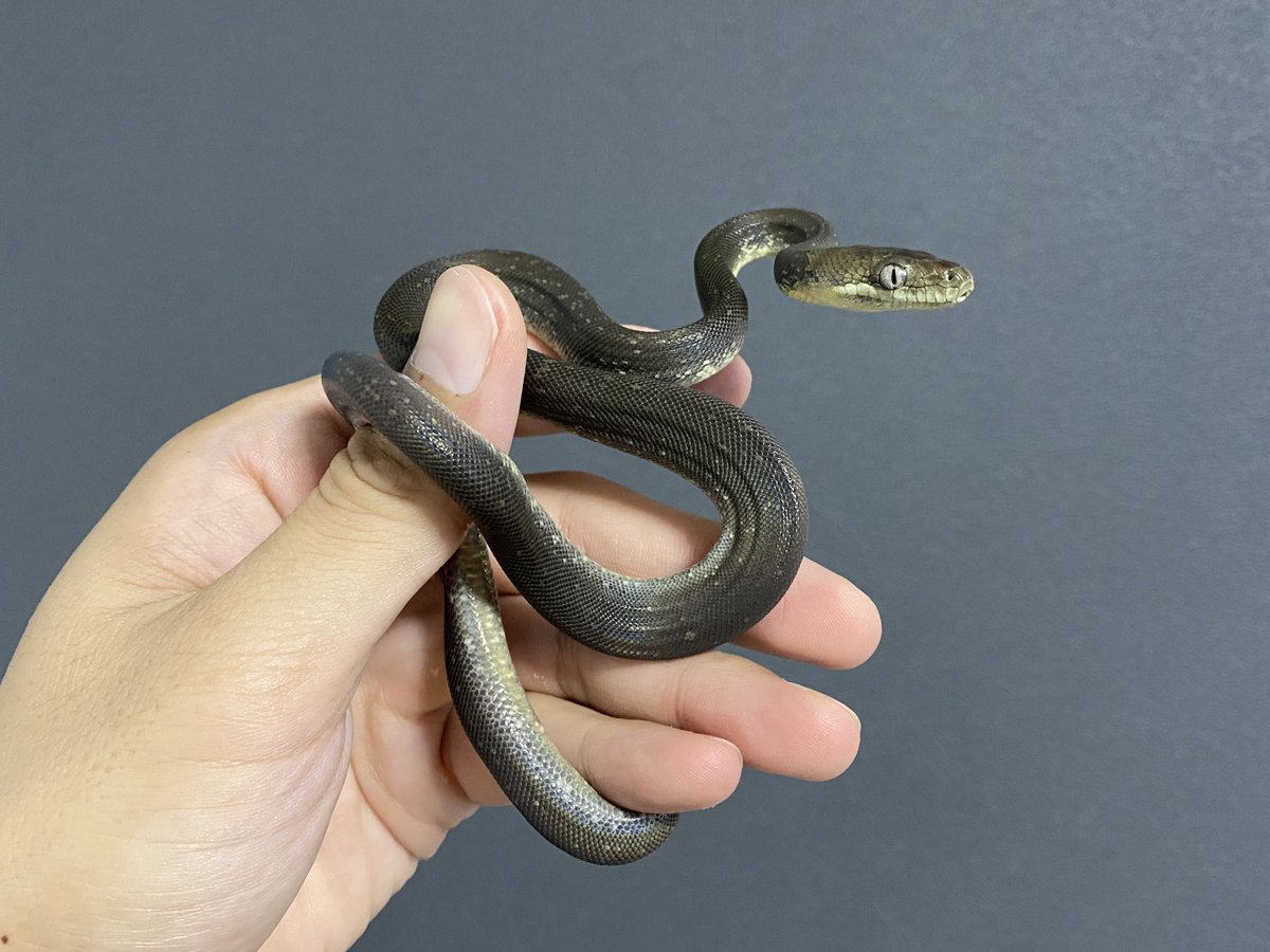 chimchimRep's tweet photo. 2020年から計50匹以上のマクロットパイソンを繁殖してきました。
飼い始めた当時は流通のほとんどがWC個体で非常に安価で取引されてました。
本当に大好きな種で、興味本位で繁殖したのがキッカケですが、結果として持続可能な爬虫類飼育に繋がっていたら幸いです☺️ https://t.co/d0mPM2R7Ag
