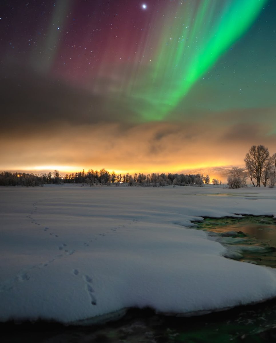 Fresh snow under the Northern Lights in Senja, Norway