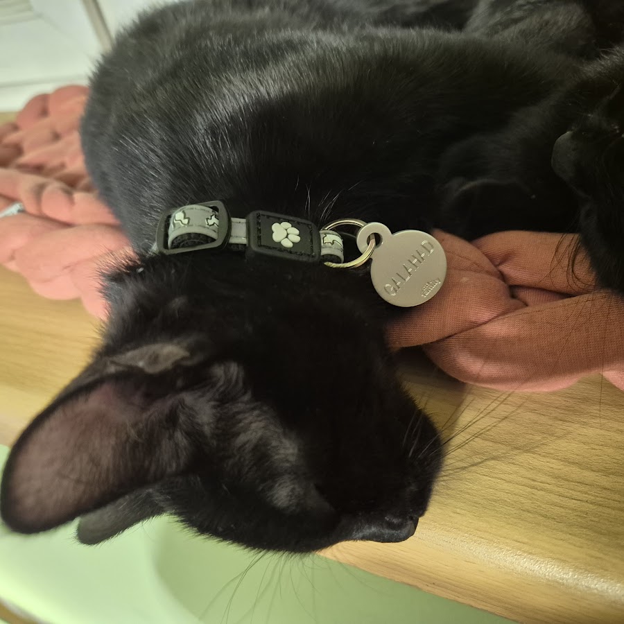 Tristan and Galahad update