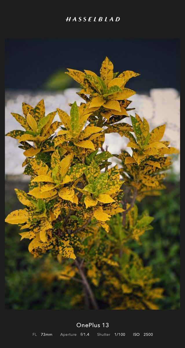 KaranShaw22's tweet image. 🌼💛

OnePlus 13 | Snapseed