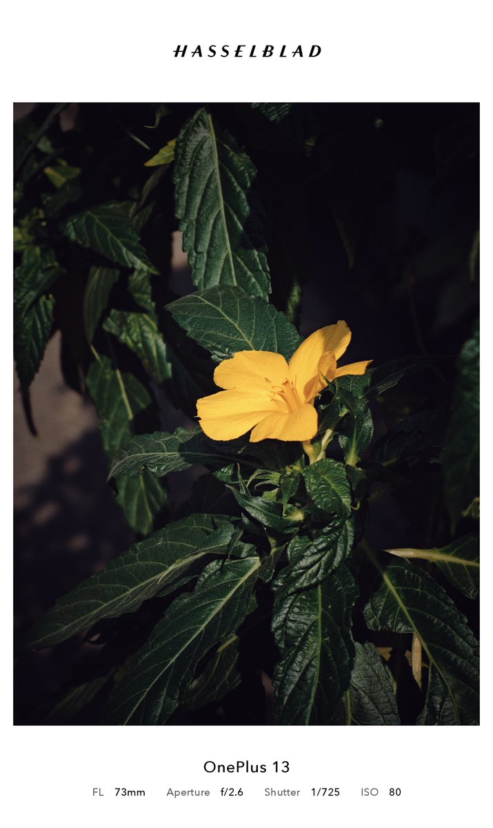 KaranShaw22's tweet image. 🌼💛

OnePlus 13 | Snapseed
