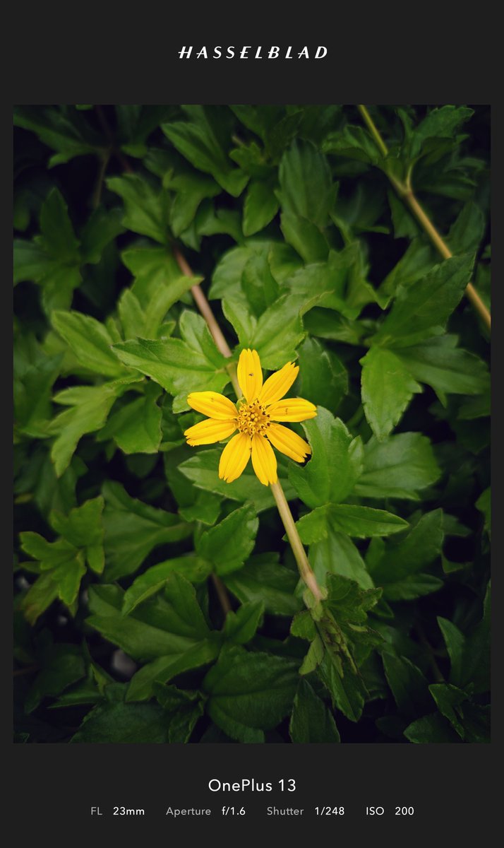 KaranShaw22's tweet image. 🌼💛

OnePlus 13 | Snapseed