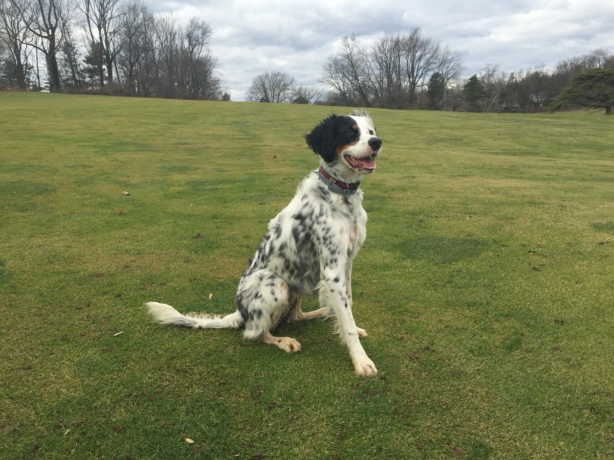 Having a great time at the Troon Global Leadership Conference but missing my ⁦<a href="/DogsOfTurf/">Dogs Of Turf</a>⁩ Norah. As she is now a senior pup, these times away from her become more difficult. I can’t wait to see her tomorrow evening! From my memories showing all stages of her life at work.