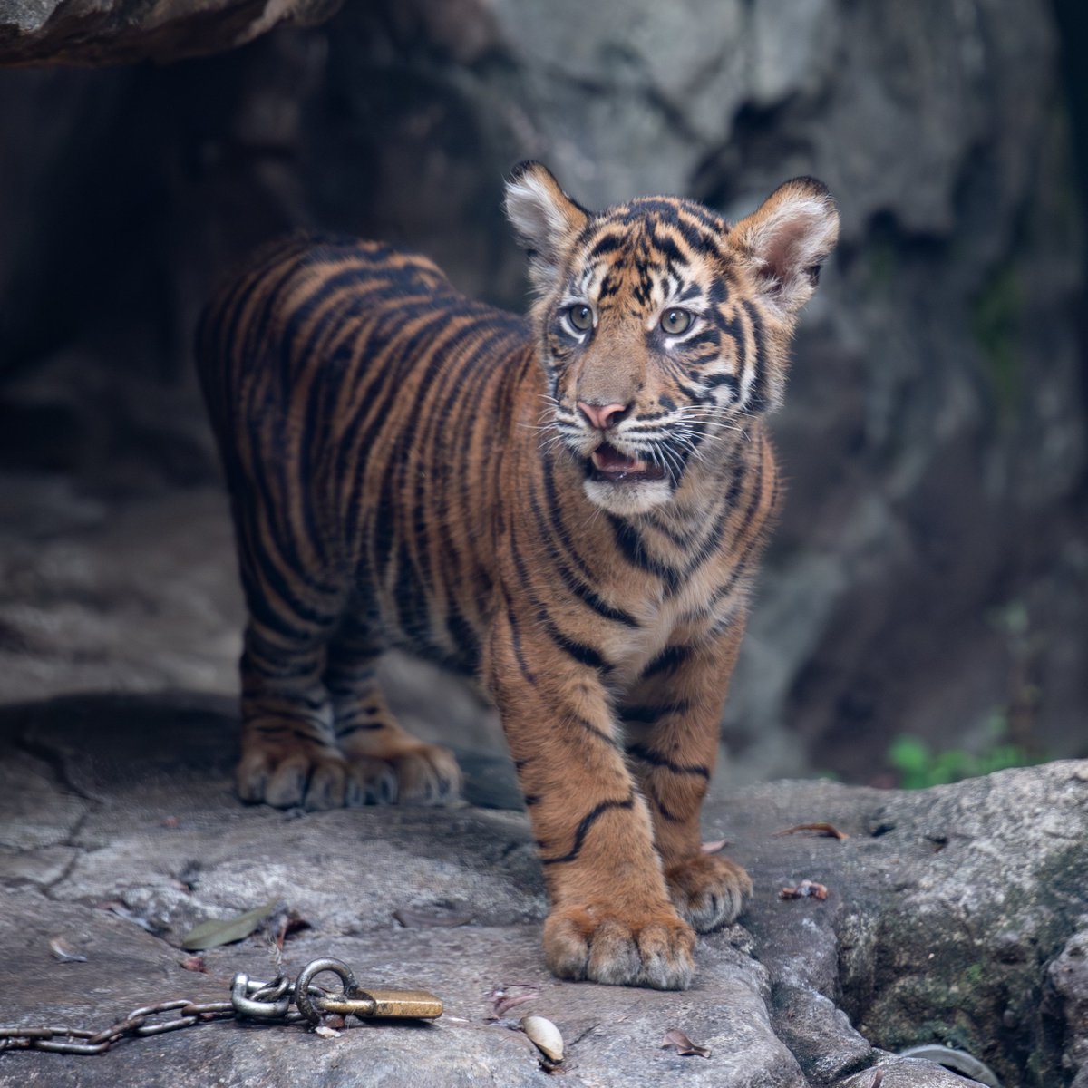 uber_tiger's tweet image. 🐯✨
#上野動物園 #スマトラトラ