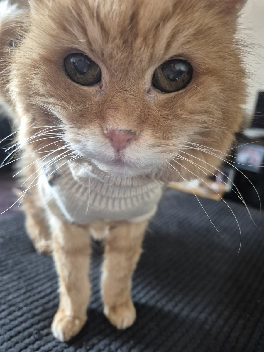 REDSJEWELS1's tweet image. The wench has just been tellin me that her whole world does not revolve around me....omg I&apos;d forgotten how hilarious she can be at times!😹😹😹😹😹😹😹