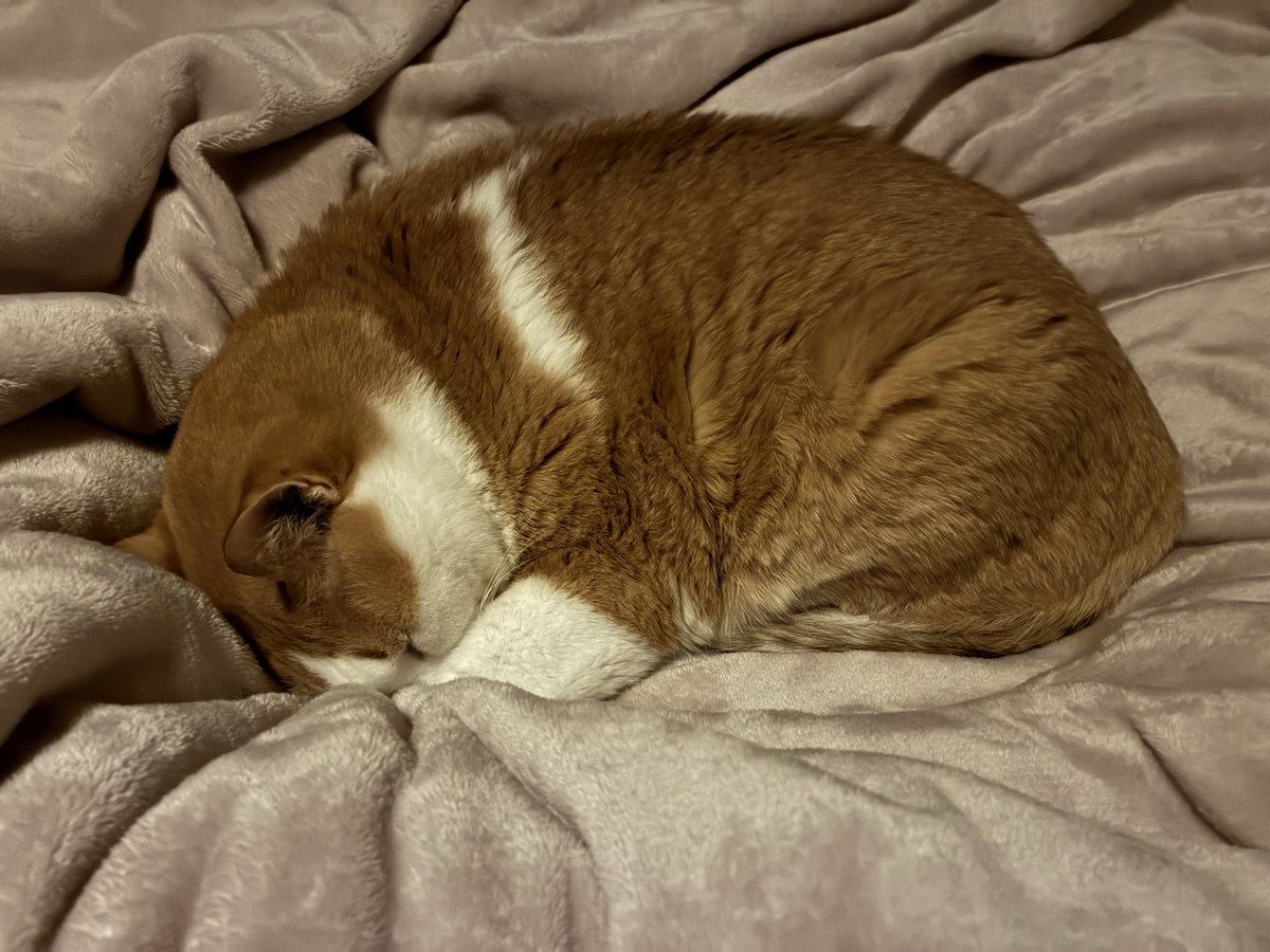 まるまってるもんちゃん。