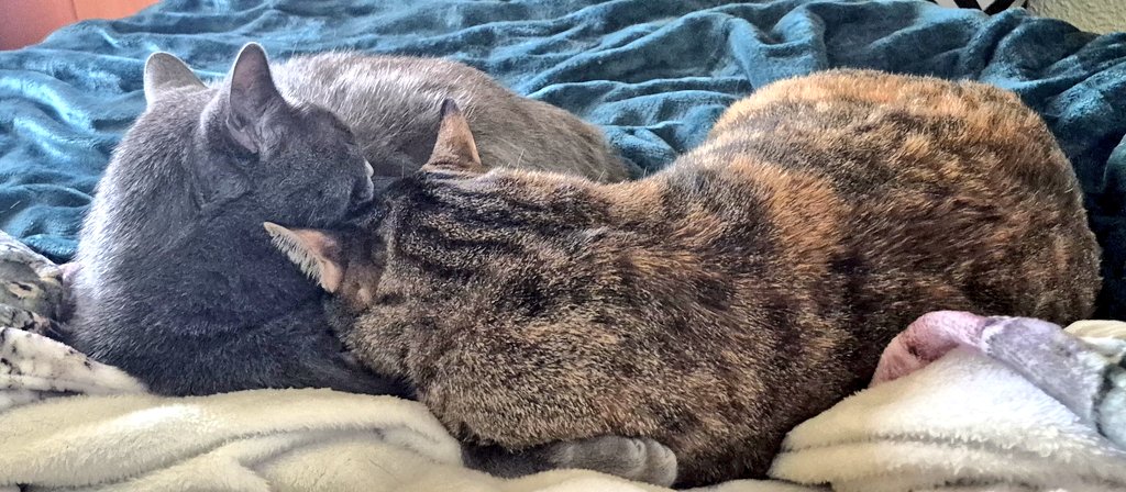 M'encanta veure com s'estimen i i estan junts.
Quan només tenia la Cloe em feia por portar un altre gat a casa, pero ja fa més de 2 anys que estan junts i el va adoptar l'Atila com si fos fill seu desde rls pocs dies 😻😻😻
Juguen, es fan companyia, es renten i son feliços😍😍