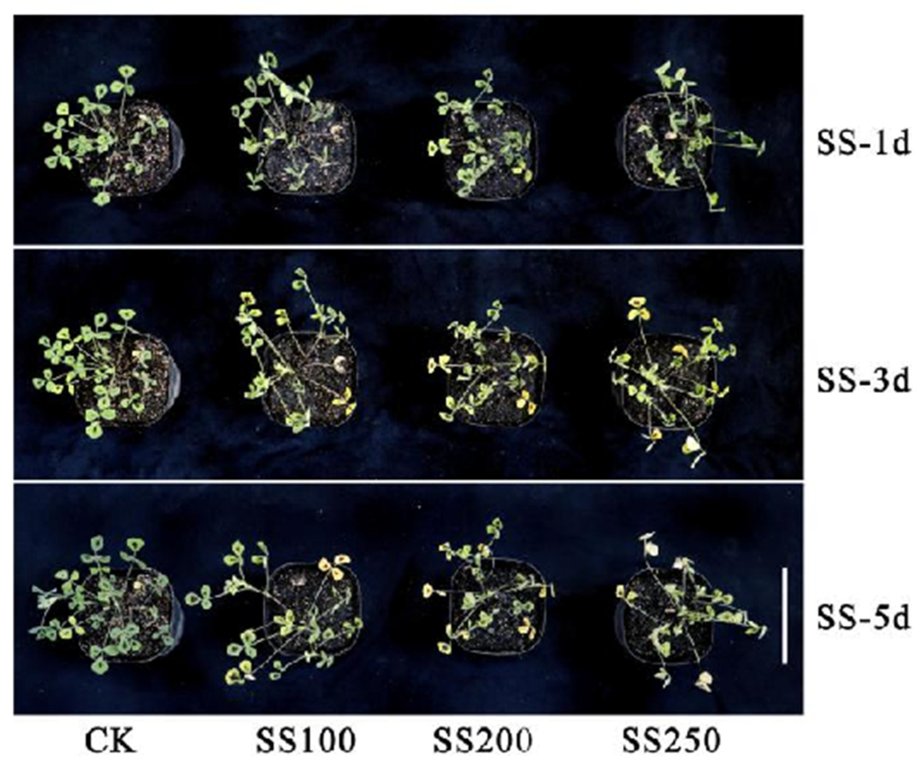 RemoteSens_MDPI's tweet image. 👉👉 #Estimation of Malondialdehyde Content in Medicago truncatula under Salt Stress Based on Multi-Order #Spectral #Transformation Characteristics

✍️ Jiaxin Zhang et al.
🔗 brnw.ch/21wXFkv