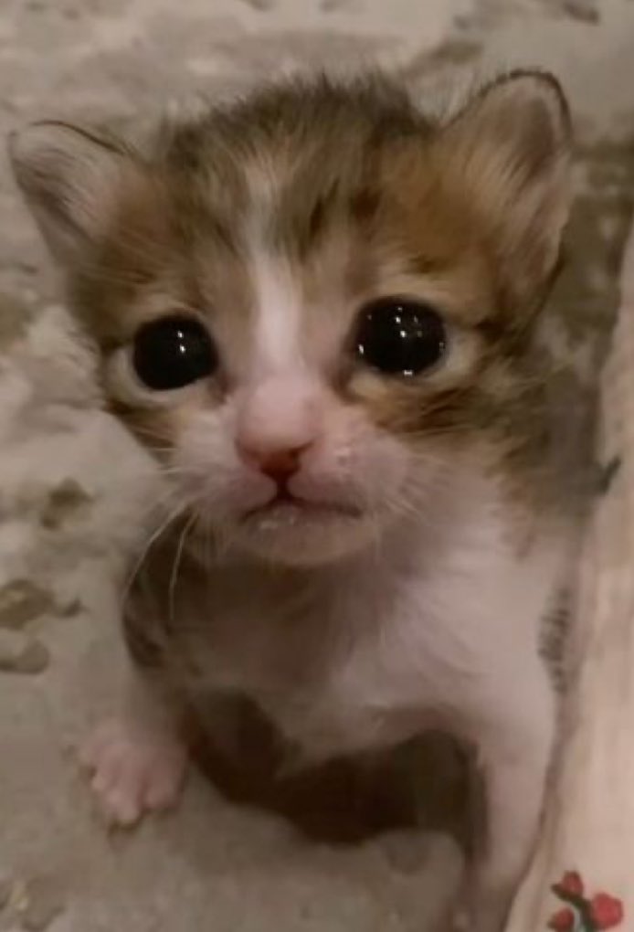 Random post but i burned my hand while throwing a steak into boiling oil
My ass is NOT surviving when ill have to live by myself 💔💔