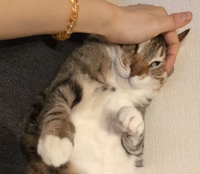 🇸🇪FGK🇸🇪C107(水) 西2け47b (@XJ6FgkABS) / Posts / X