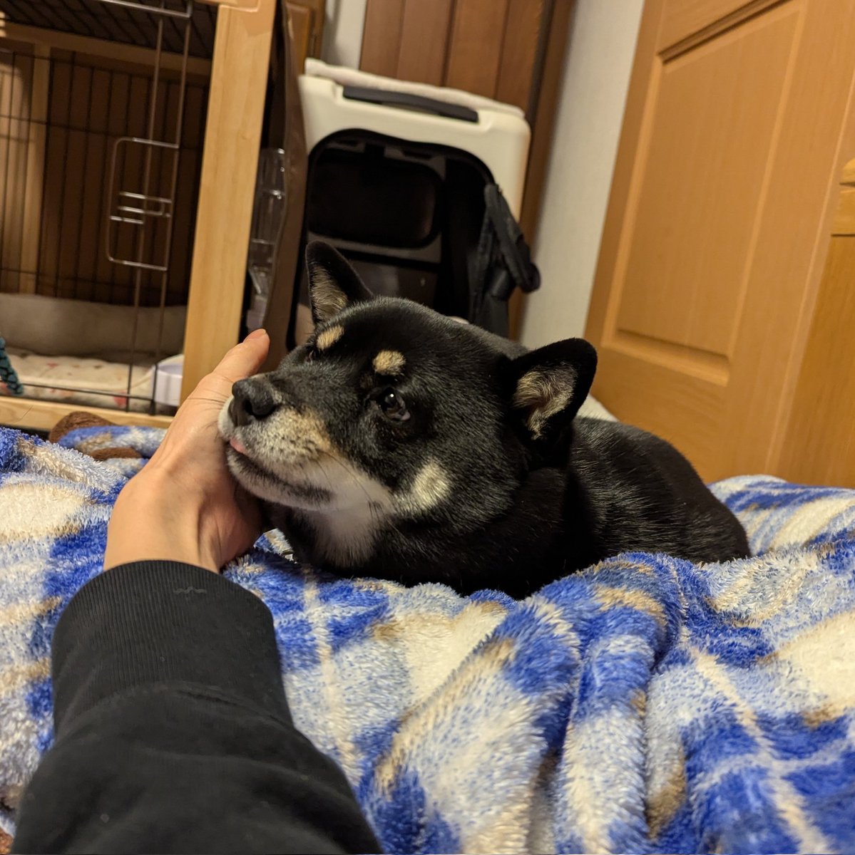 豆柴さくら🌸 (@mame_sakura0426) / Posts / X