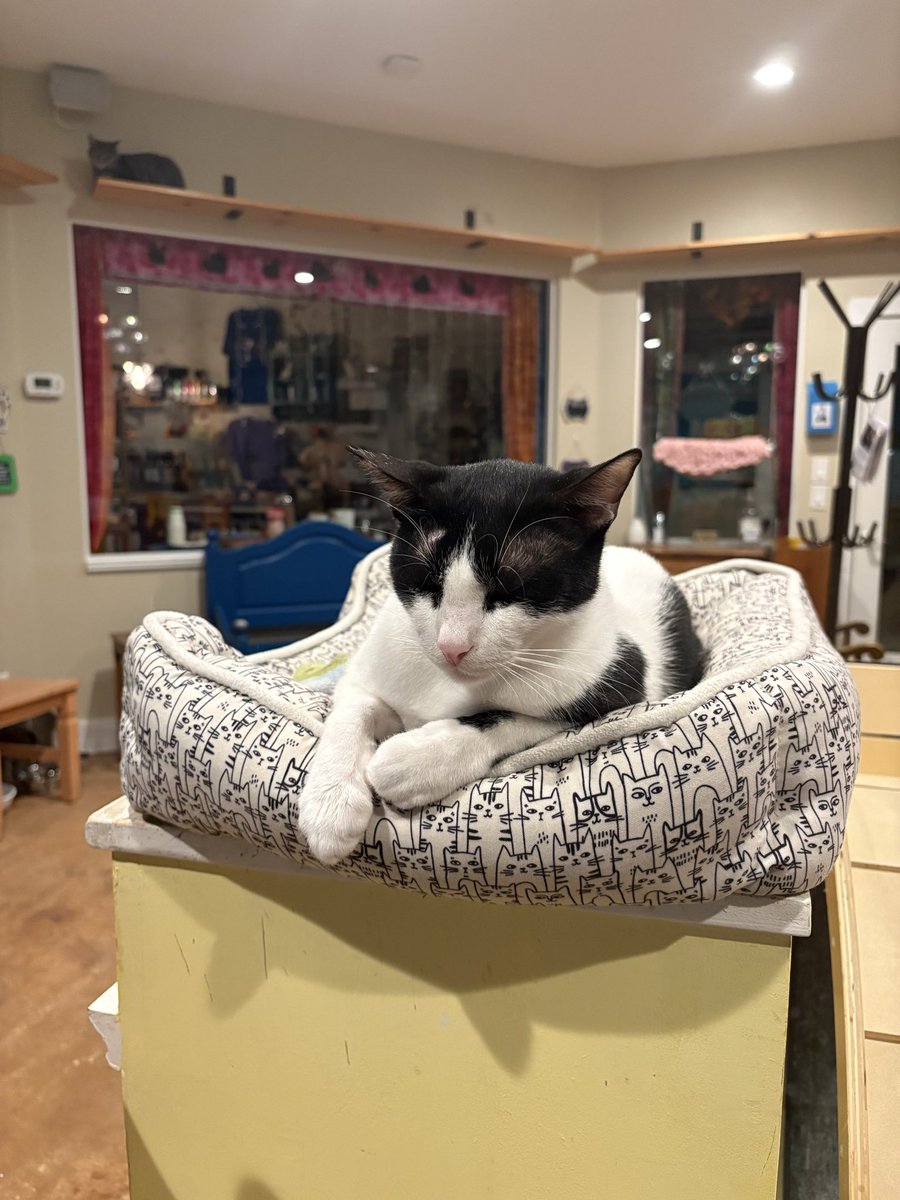 Come paint with us tomorrow evening from 6-8pm! 🐈‍⬛ 🐈 🎨 👩🏻‍🎨 
#wittywhisker #catcafe #wittywhiskercatcafe #felinecanopyofcare #adoptdontshop #painting #paintandsip #staugustine