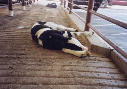 The dairy cow is the most abused mother on the planet. They are constantly pregnant and making milk at the same time.
Farm workers impregnate her using artificial insemination every year. Calves are generally taken from their mothers within a day of being born and the mother will