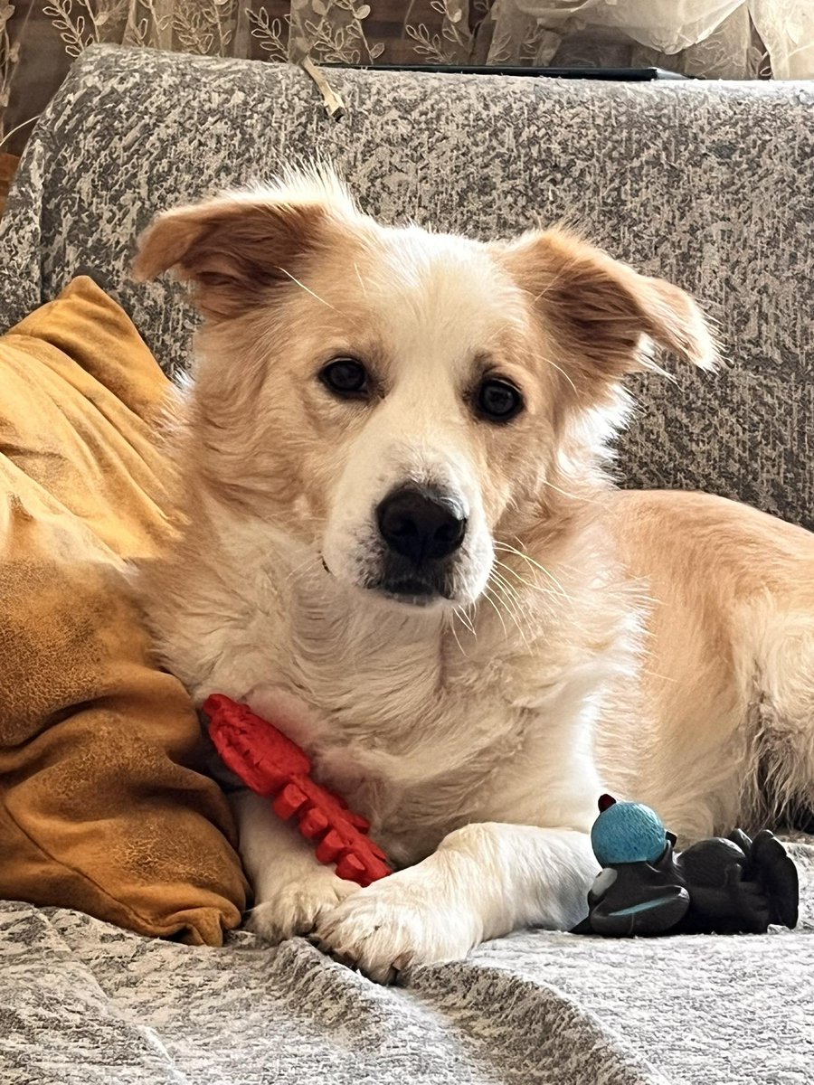 "Köpegim kayboldu Kuşadası Türkmen mah. Hiçbir yerde bulamıyorum görenlerin lütfen 0543 243 5376 numaraya haber vermesini dica ederim ismi Orçun boyun taşmasının ucunda kral amblemi içinde de numaram yazıyor  facebook.com/photo/?fbid=10…