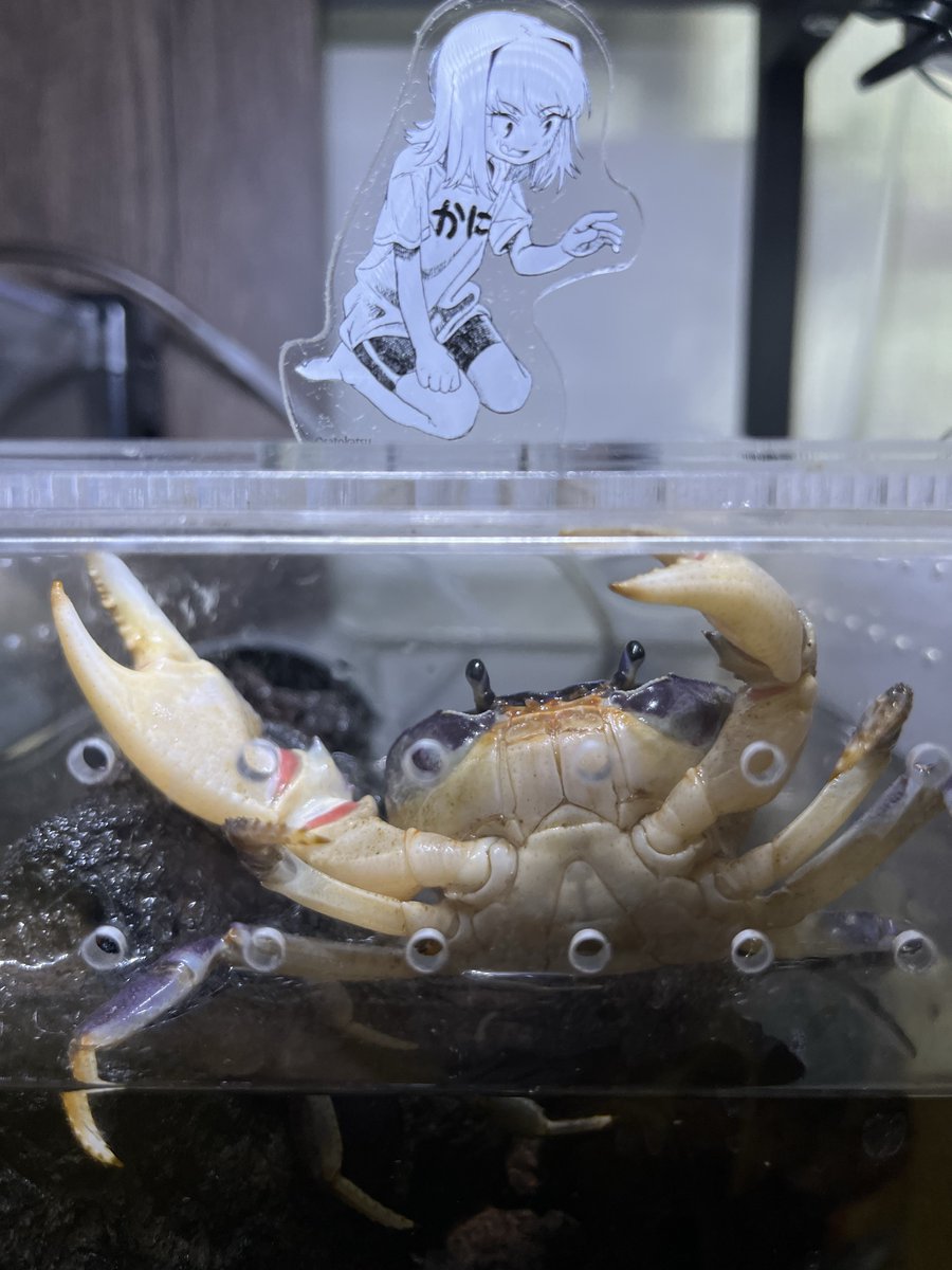 カニえもん、アクアフィールドブースにてお迎えして一年が経ちました。脱皮を２回して大きくなっています。さとかつさんのキリコ氏を置くとこのとおり、積極的です🦀
1 year has past since he came to my home. Demanietta sp.
#crab #カニ