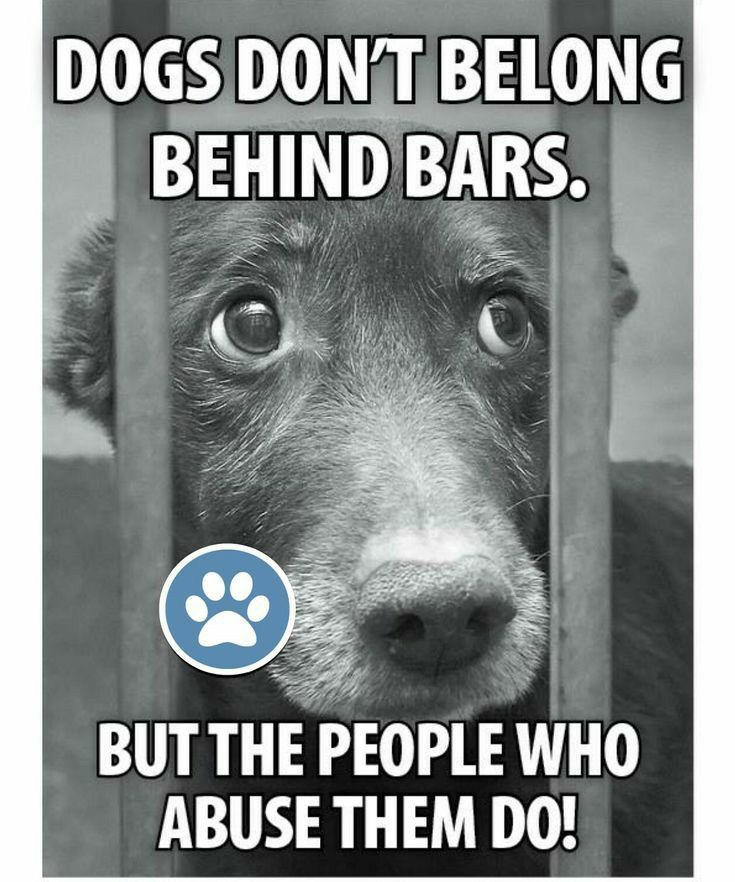 𝕏 Dogs (@_xdogs) on Twitter photo 