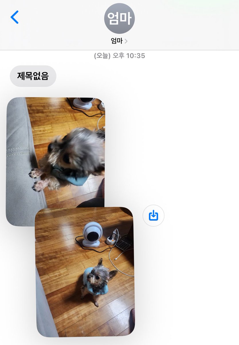 우리집강쥐 몸작아서 사이즈맞는옷잘없거든  근데오랜만에사이즈맞는옷찾은거신낫는지 단체로 사진찍어서보냄 아 ㅋㅋㅋㅋㅋㅋ 기숙사생챙겨주는거좋다⌒⌒