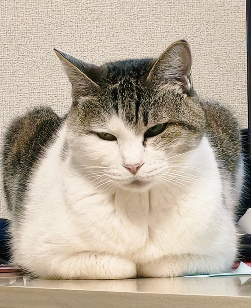 jozeman13's tweet photo. う〜ん四角い。四角いなぁ。 https://t.co/7t6fRQwHhZ